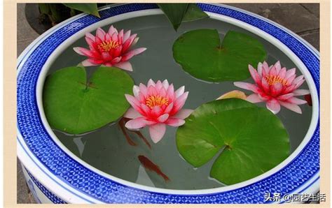 睡蓮養魚|可以花魚共養的蓮花——睡蓮！家有陽台院子的都可以。